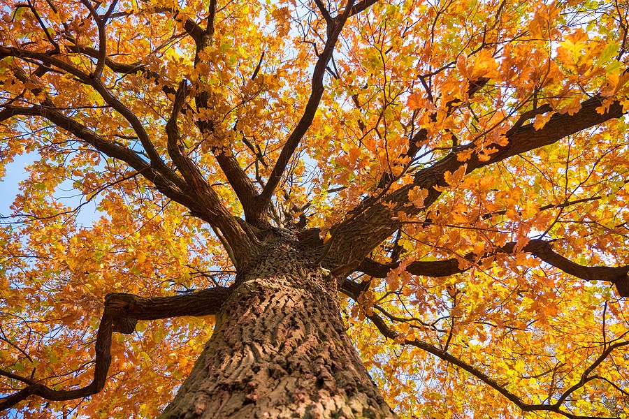 Preparing Your Trees for Fall & Winter