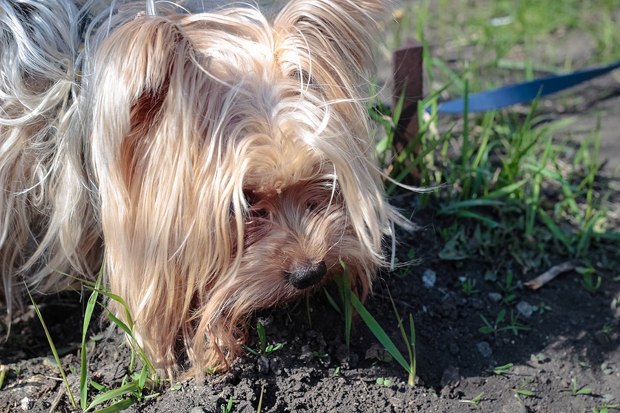 Why is My Dog Eating the Soil in the Yard?